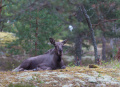 elk