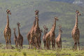 Familjen giraff