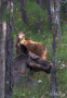 Mamma dotter älg