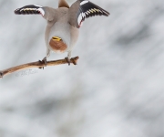 Jag KAN flyga, jag är inte rädd...