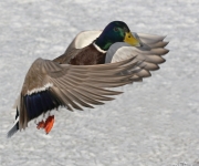 Kvackpojke