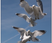 Flygkvartetten