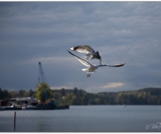 Flyguppvisning i hamnen