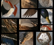 Kvackcollage