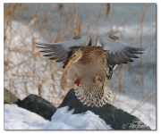 Kvackflicka