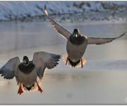 Flygande kvackhannar