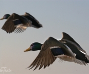 Flygande kvackpojkar