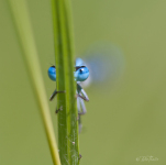 Besökare från Yttre Rymden