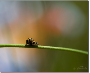 Kärlek på hög höjd