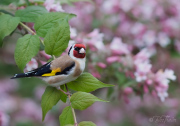 I blommans land