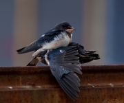 Påhopp
