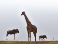 giraffer i Lake Manyara, Tanzania