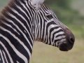 zebra i Lake Manyra, Tanzania