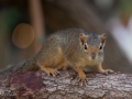 jordekorre, Lake Manyara, Tanzania