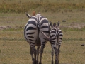 zebror i Lake Manyara, Tanzania