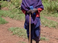 herde i Tanzania