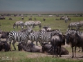 Serengeti