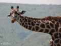 giraff