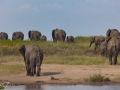 elefanter serengeti tanzania