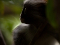 red monkey, zanzibar