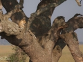 gepard, tanzania