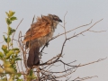 fågel i tanzania