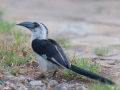 fågel i tanzania
