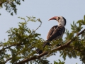fågel i tanzania