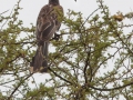 fågel i Tanzania