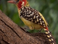 fågel i Tanzania