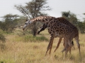 giraffer i serengeti, Tanzania