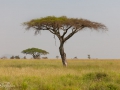 afrikanskt träd, svannen i afrika, tanzania