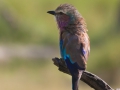 blåkråka, tanzania