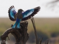 blåkråka, tanzania