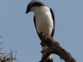 fågel i Tanzania