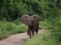 elefant i Lake Manyara, Tanzania