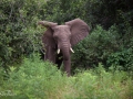 elefant i Lake Manyara, Tanzania