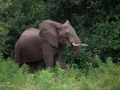 elefant i Lake Manyara, Tanzania
