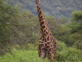 giraff i Lake Manyara, Tanzania