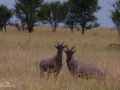 serengeti, tanzania