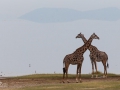 giraffer i Lake Manyara, Tanzania