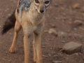 Schakal, Lake Manyara, Tanzania