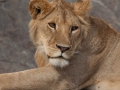 lejon i Serengeti, Tanzania