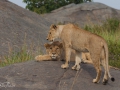lejon i Serengeti, Tanzania