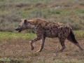 hyena, Ngorongorokratern, Tanzania