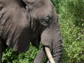 Elefant Lake Manyara, Tanzania
