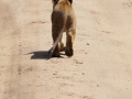 lejon, Lake Manyara, Tanzania
