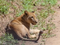 lejon, Lake Manyara, Tanzania