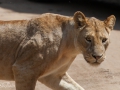 lejon, Lake Manyara, Tanzania