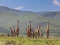 giraffer, serengeti, tanzania